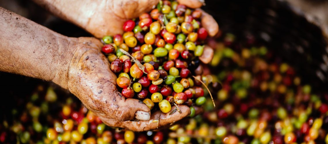 close-up-coffee-bean-crops-1459339